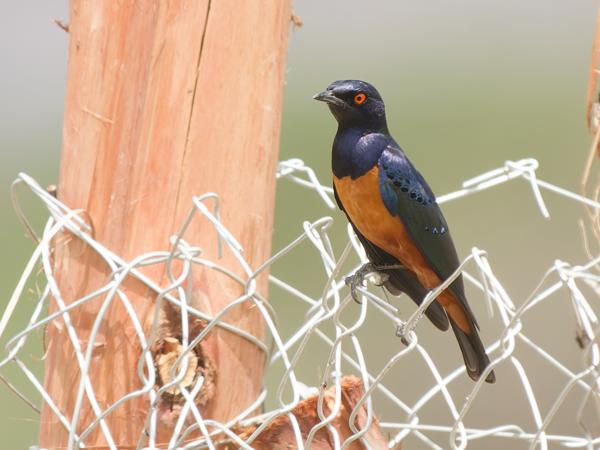 <h3><a href="/trips/tanzania/biota/animalia/chordata/aves/040 passeriformes/105 sturnidae/lamprotornis hildebrandti/lamprotornis hildebrandti-nl.html">Lamprotornis&nbsp;hildebrandti</a> / Hildebrandt's&nbsp;starling / Hildebrandts&nbsp;glansspreeuw</h3>OM-1 Mark II met OLYMPUS M.150-400mm F4.5 TC, 1/2000 sec  bij F5.6, ISO 1600, afstand 22.5&nbsp;m